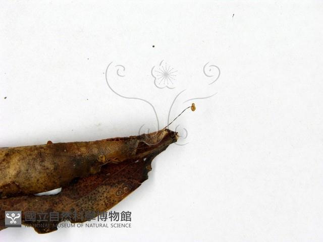 登錄號:F0023106藏品圖，第3張