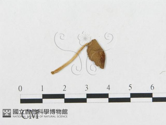 登錄號:F0013106藏品圖，第3張