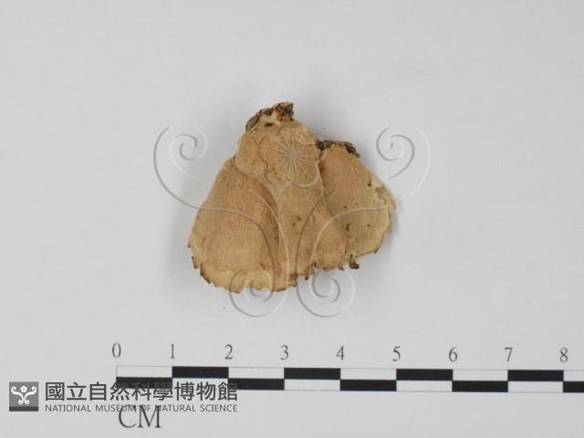 栓菌屬藏品圖，第3張