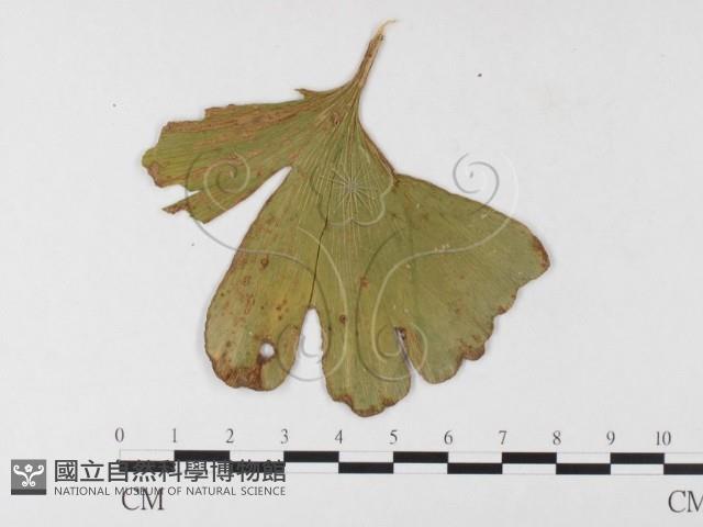 登錄號:F0026006藏品圖，第3張