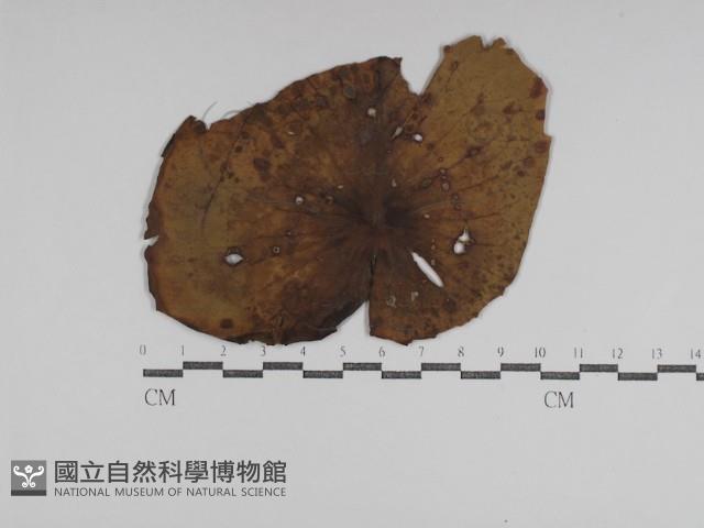 登錄號:F0031006藏品圖，第1張