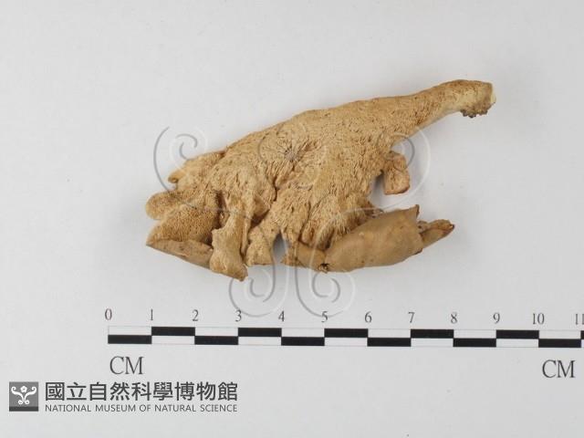 多孔菌屬藏品圖，第3張