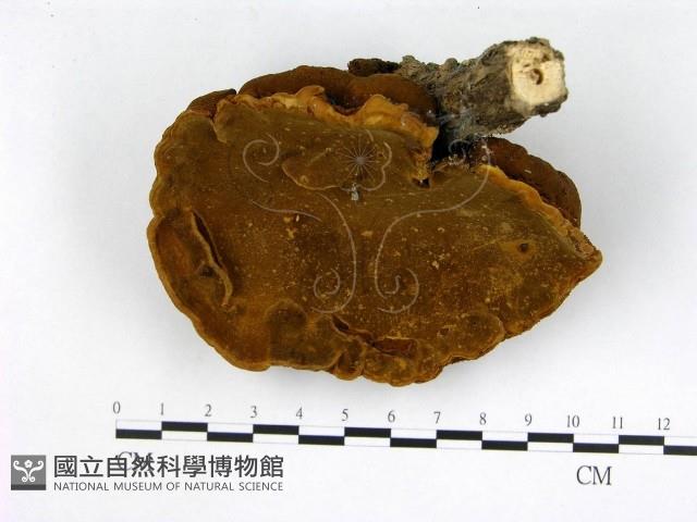 登錄號:F0012006藏品圖，第3張