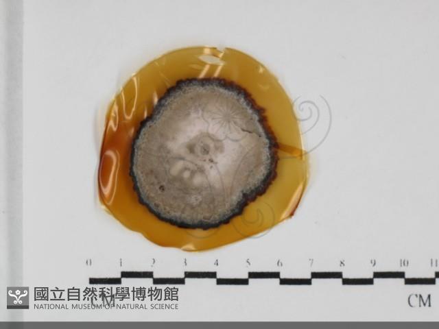 登錄號:F0032006藏品圖，第1張