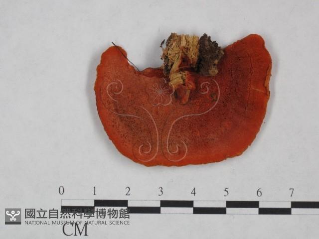 血紅密孔菌藏品圖，第3張