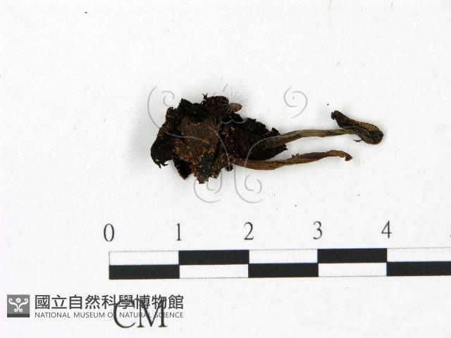 鬼傘屬藏品圖，第3張