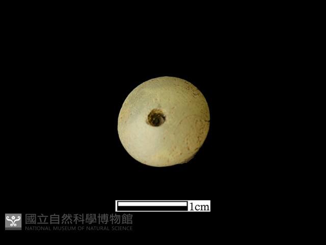 煙嘴藏品圖，第3張