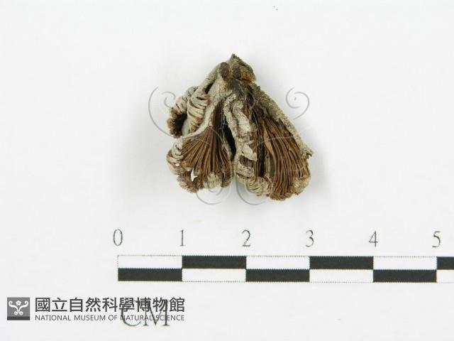 裂褶菌藏品圖，第1張