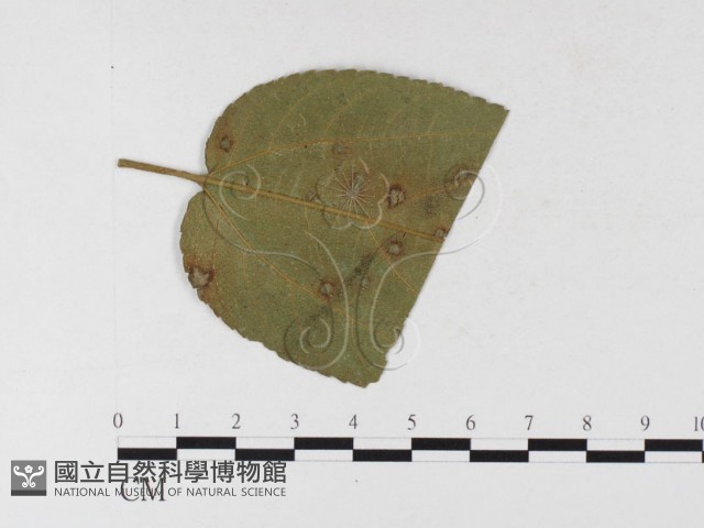 登錄號:F0026306藏品圖，第1張