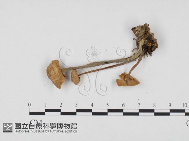 登錄號:F0024306藏品圖，第3張