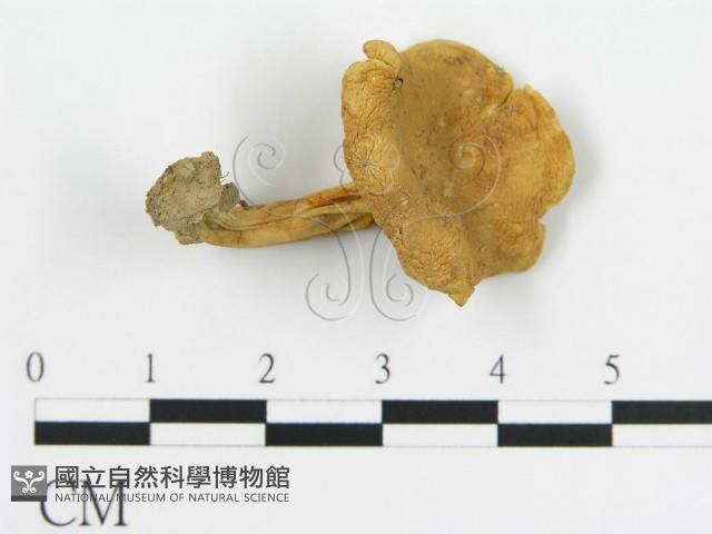 登錄號:F0014306藏品圖，第3張