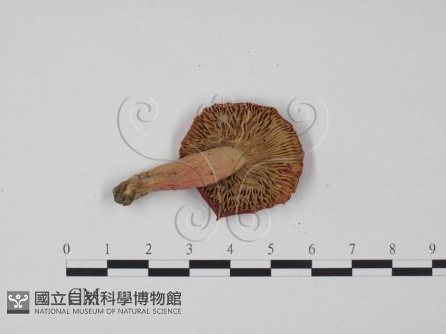 登錄號:F0022306藏品圖，第3張