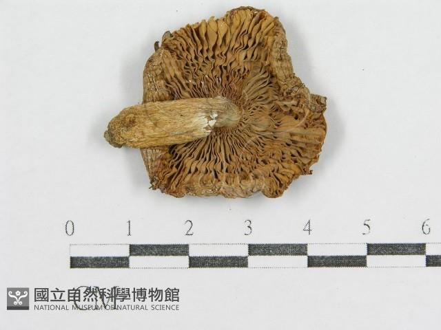 登錄號:F0012306藏品圖，第3張
