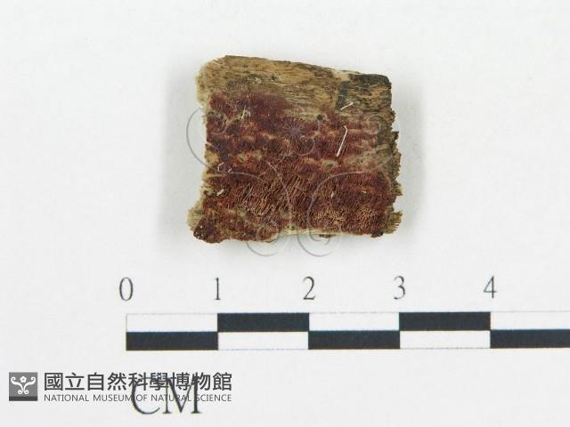 登錄號:F0017306藏品圖，第1張