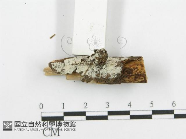 登錄號:F0015306藏品圖，第3張