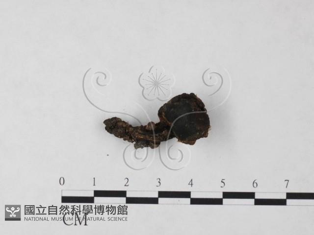 登錄號:F0023306藏品圖，第3張