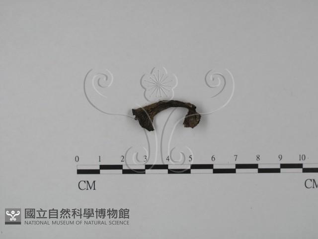 登錄號:F0013306藏品圖，第3張