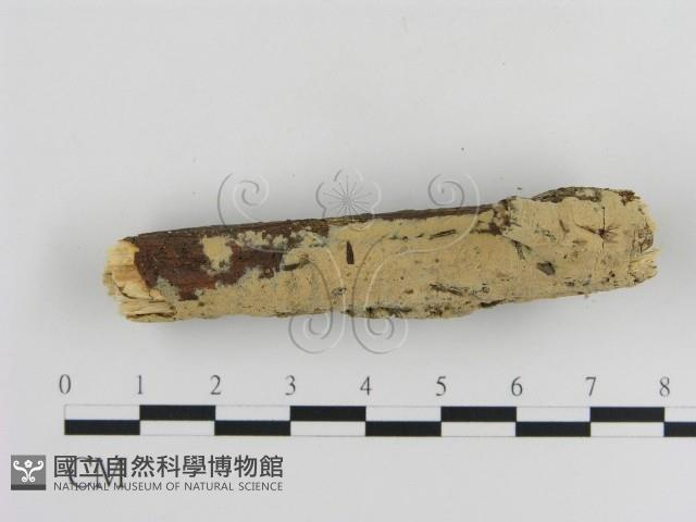 登錄號:F0010216藏品圖，第3張