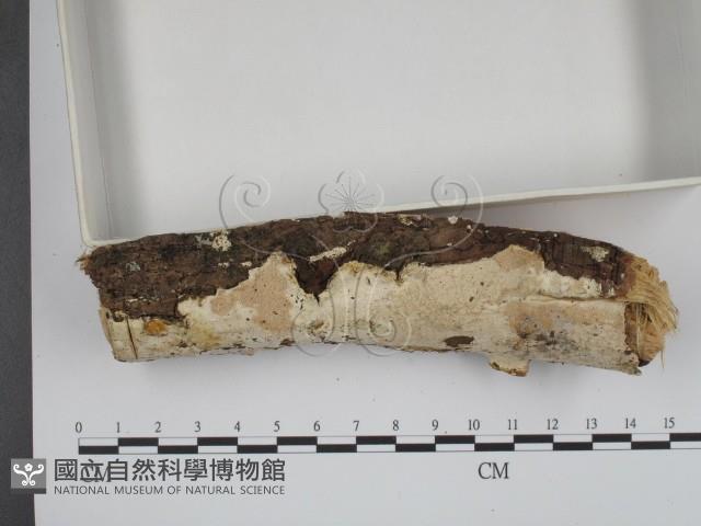 登錄號:F0001216藏品圖，第3張