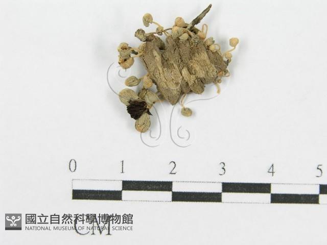 登錄號:F0014216藏品圖，第3張