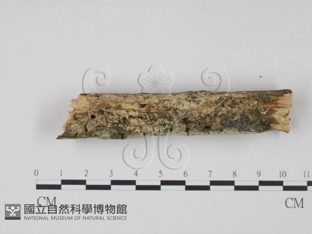 登錄號:F0022216藏品圖，第3張