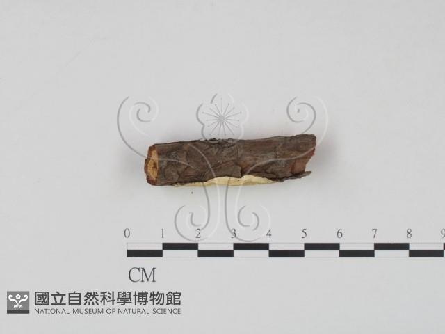 登錄號:F0012216藏品圖，第3張