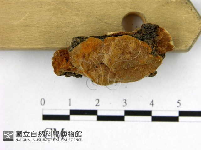 登錄號:F0007216藏品圖，第3張