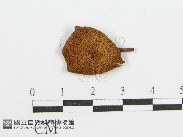 登錄號:F0005216藏品圖，第3張