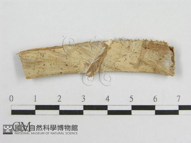 微皮傘屬藏品圖，第3張