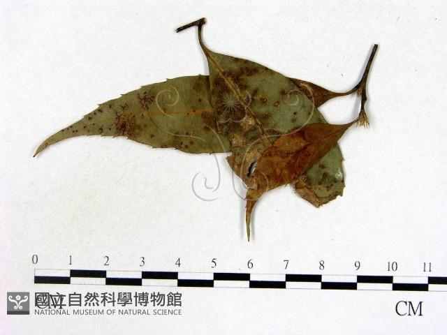 登錄號:F0019216藏品圖，第3張