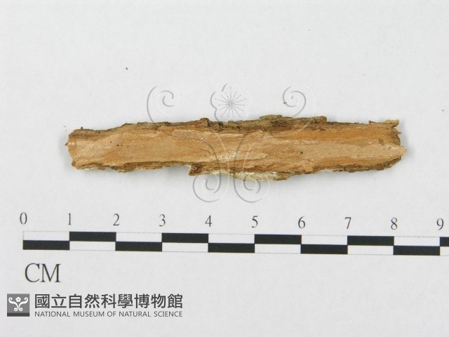 登錄號:F0003216藏品圖，第3張