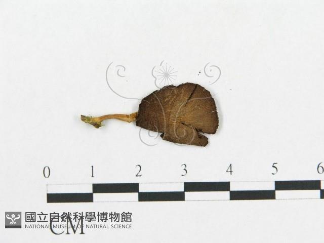 登錄號:F0013216藏品圖，第3張
