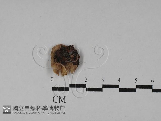 登錄號:F0028816藏品圖，第1張