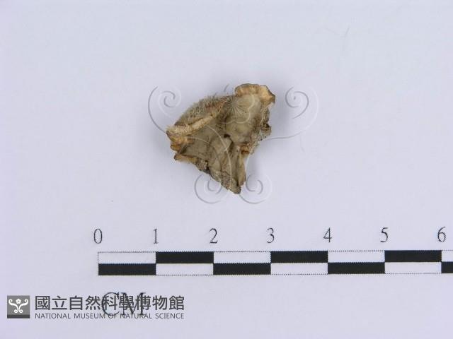登錄號:F0018816藏品圖，第1張