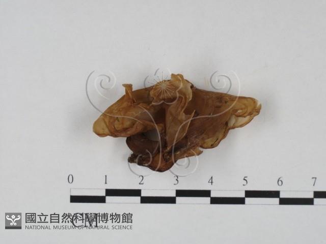 木耳屬藏品圖，第3張