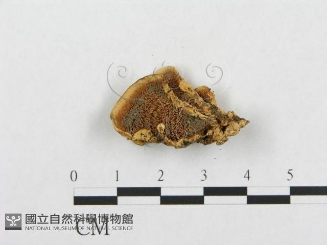 登錄號:F0010816藏品圖，第3張