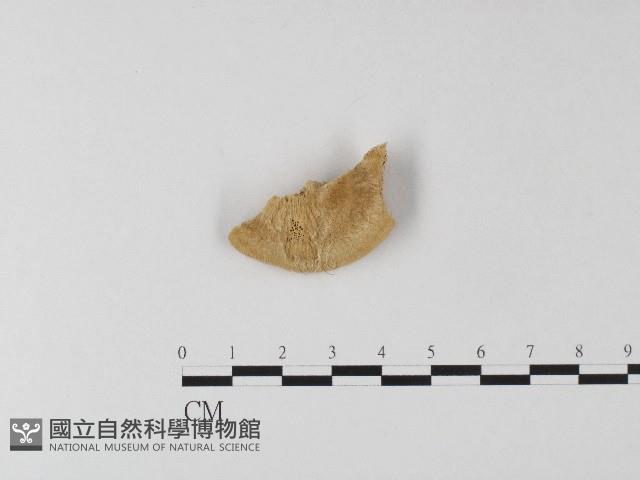 登錄號:F0006816藏品圖，第3張
