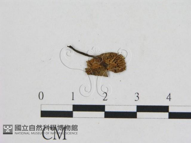 小菇屬藏品圖，第3張