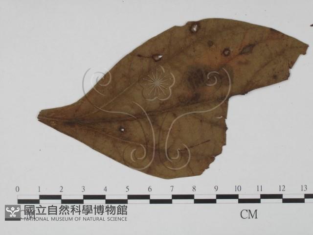 登錄號:F0011816藏品圖，第3張