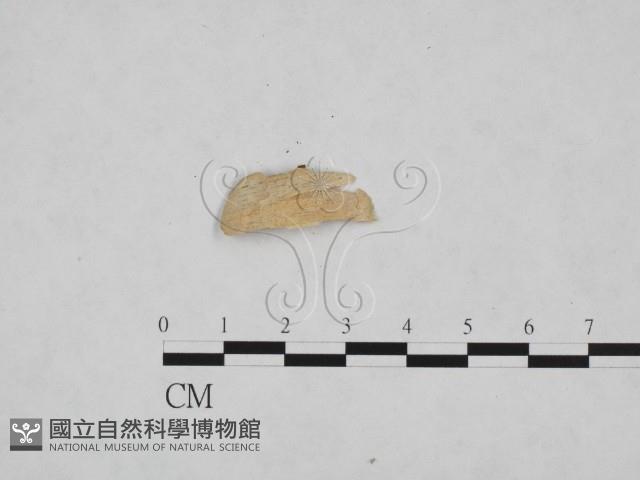 登錄號:F0024816藏品圖，第3張