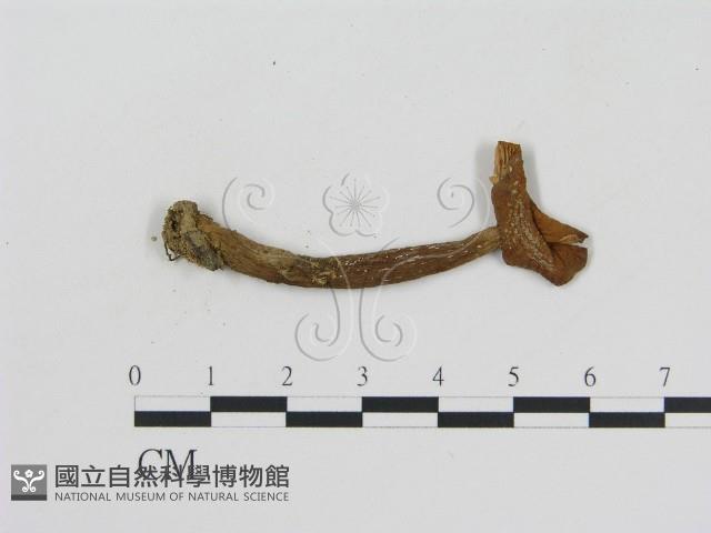登錄號:F0004816藏品圖，第3張