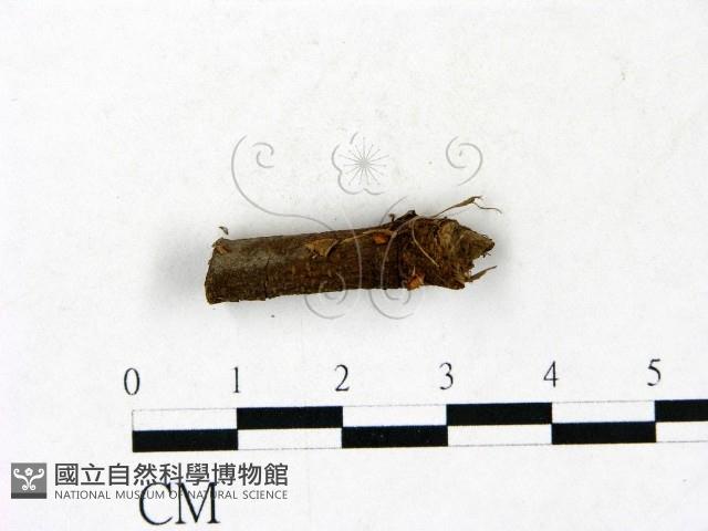 小皮傘屬藏品圖，第3張