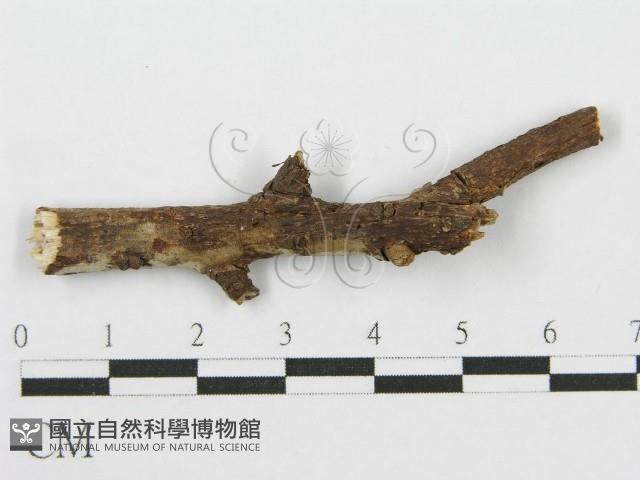 筍殼菌屬藏品圖，第3張