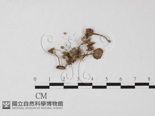 登錄號:F0025816藏品圖，第3張