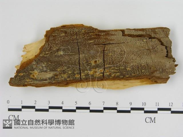 登錄號:F0005816藏品圖，第3張