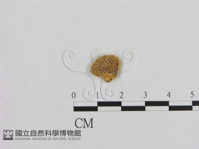 登錄號:F0015816藏品圖，第3張