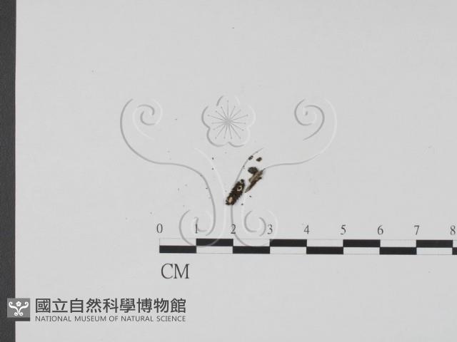 登錄號:F0009816藏品圖，第3張