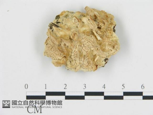 登錄號:F0019816藏品圖，第1張