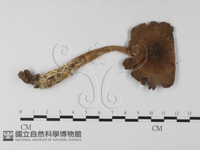 登錄號:F0003816藏品圖，第3張