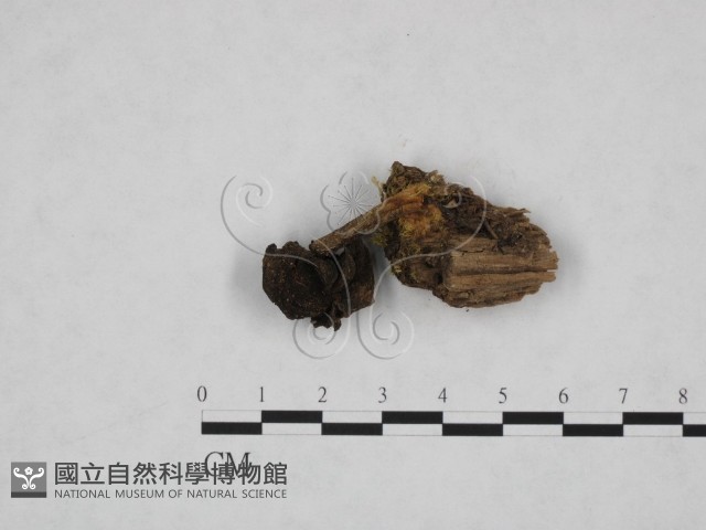 登錄號:F0013816藏品圖，第3張